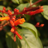 Hamelia patens Jacq.